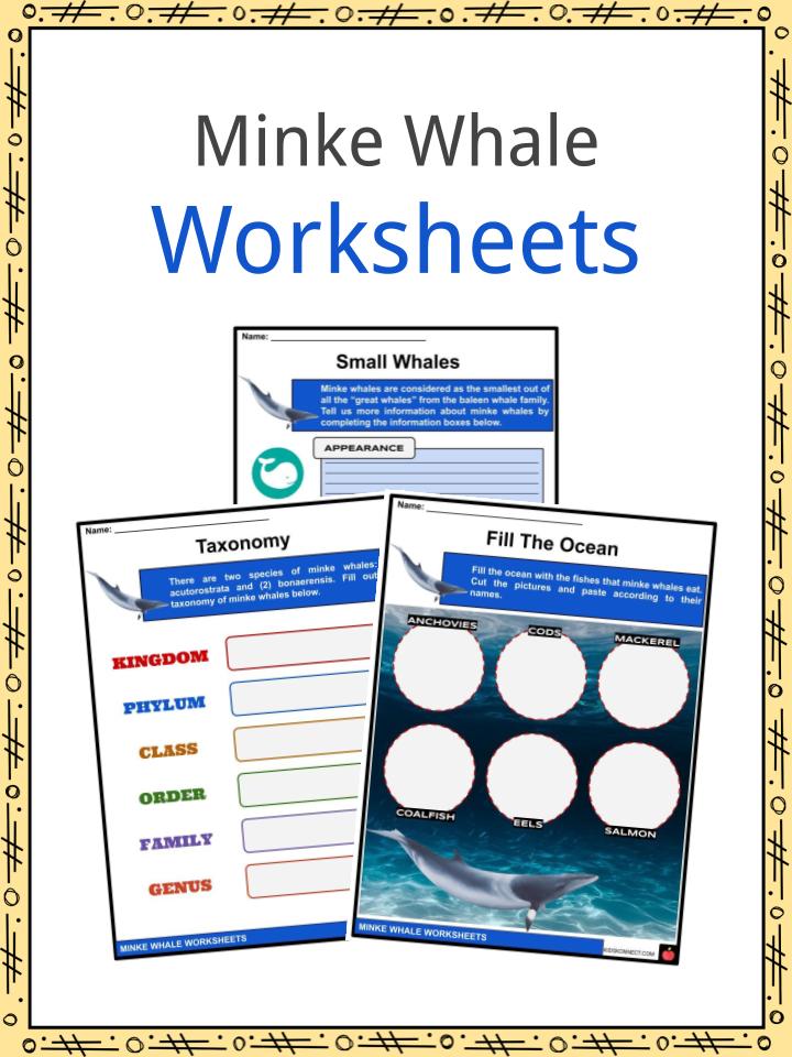Minke Whale Worksheets