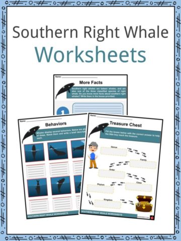 Southern Right Whale Worksheets