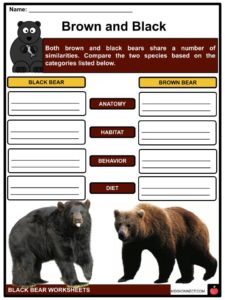 Black Bear Fact Sheet, Blog, Nature
