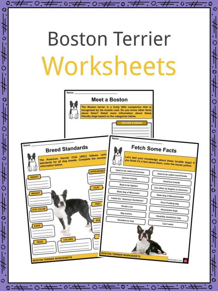 Boston Terrier Worksheets