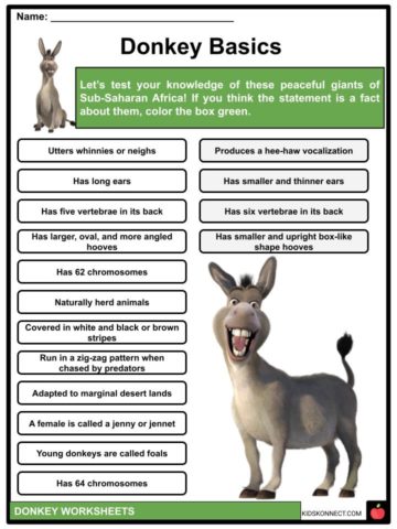 Donkey Facts Worksheets Terminology History For Kids donkey-facts-worksheets-terminology-history-for-kids