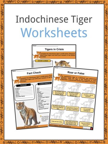 Indochinese Tiger Worksheets