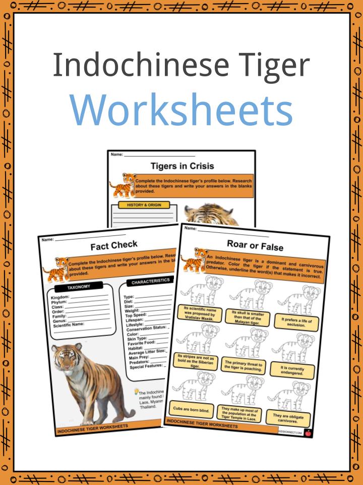 Indochinese Tiger Facts, Worksheets, Origin & Taxonomy For Kids