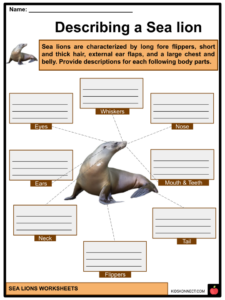 Sea Lion Worksheets