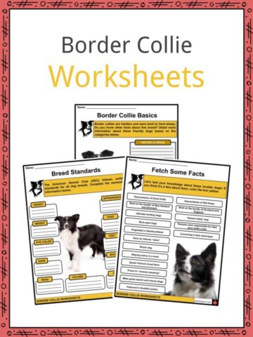 Border Collie Worksheets