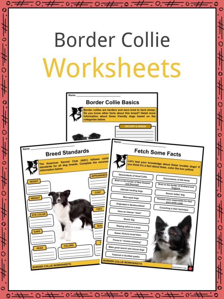 Border Collie Puppies - Animal Facts Encyclopedia