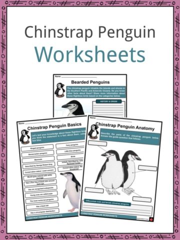 Chinstrap Penguin Worksheets