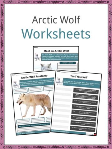 Arctic Wolf Worksheets