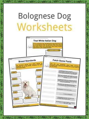 Bolognese Dog Worksheets