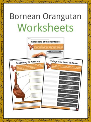 Bornean Orangutan Worksheets