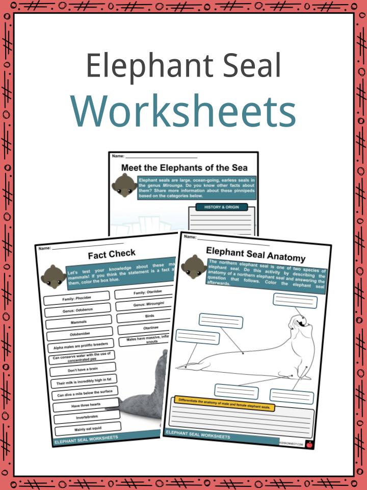 Elephant Seal Worksheets