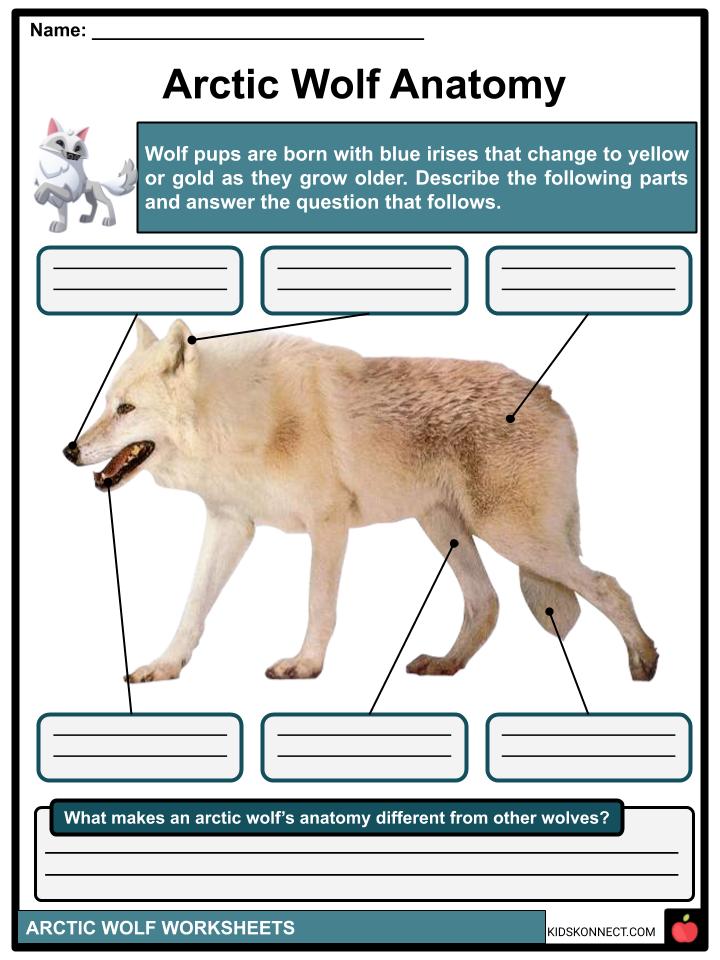 Arctic Wolf Facts, Worksheets, Etymology & Taxonomy For Kids