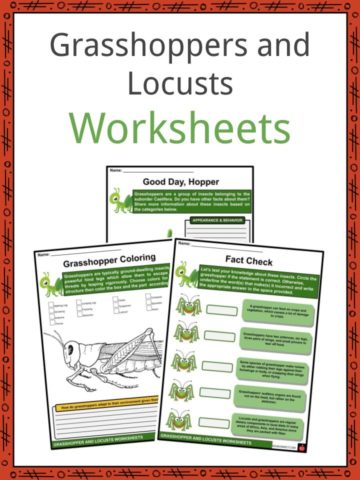 Grasshoppers and Locusts Worksheets