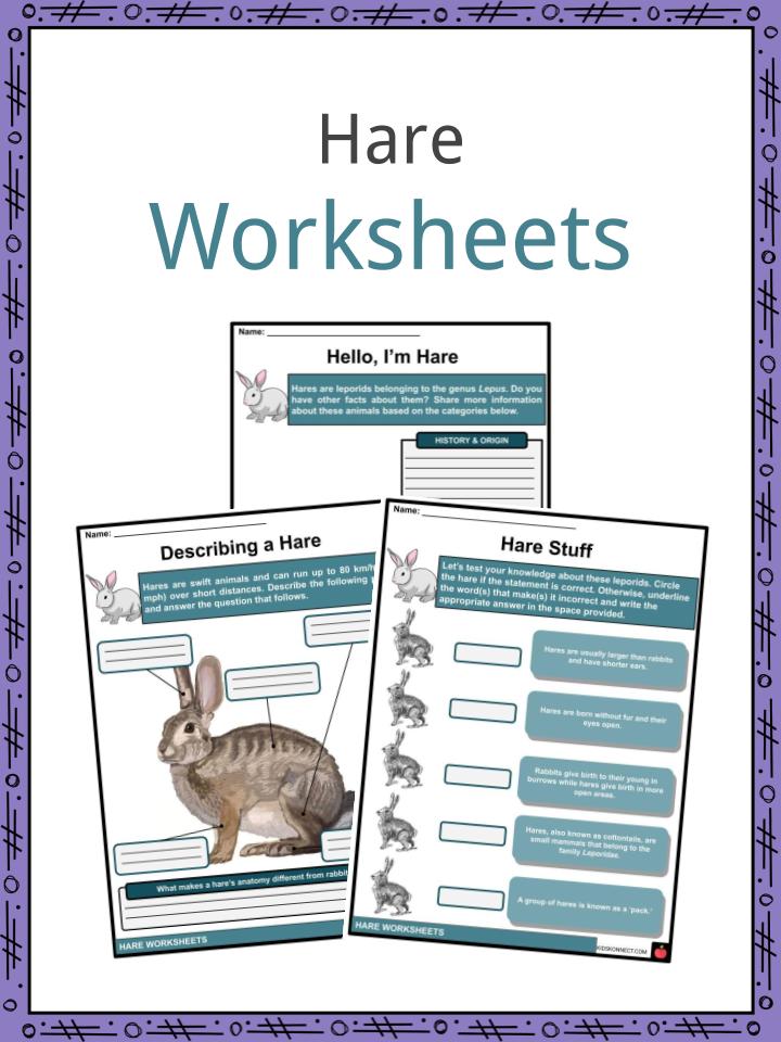 Hare Facts Worksheets Description Location Habitat For Kids