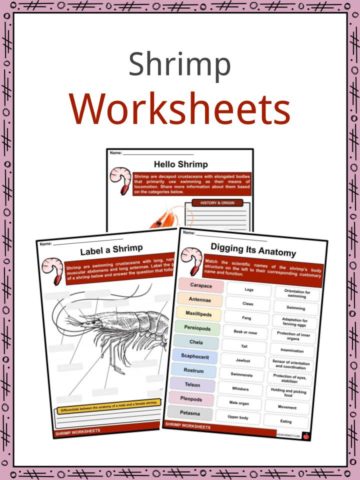 Shrimp Worksheets