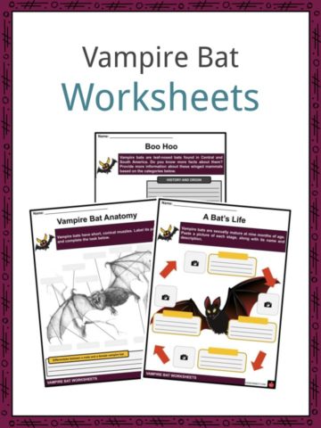 Vampire Bat Worksheets