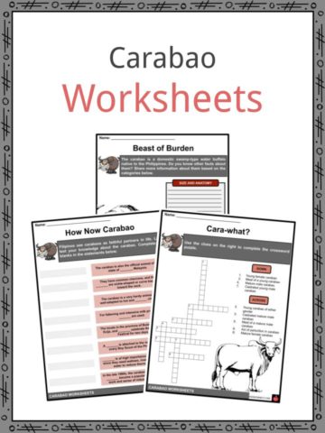 Carabao Worksheets