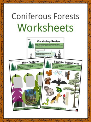Coniferous Forests Worksheets