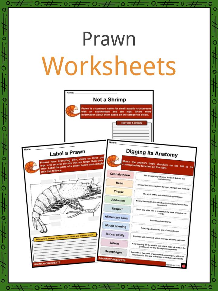 Prawn Worksheets