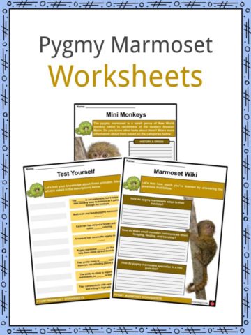 Pygmy Marmoset Worksheets
