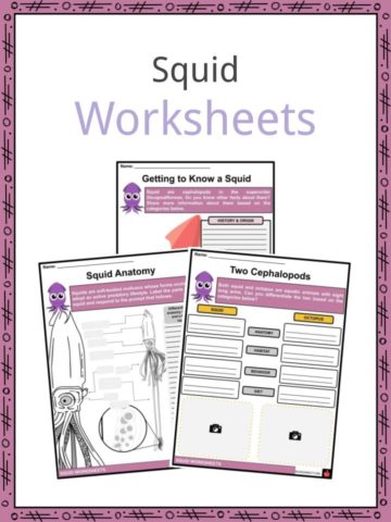 Squid Worksheets
