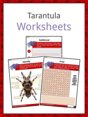 Tarantula Worksheets