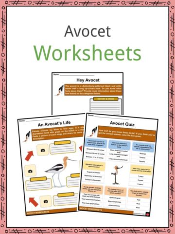 Avocet Worksheets
