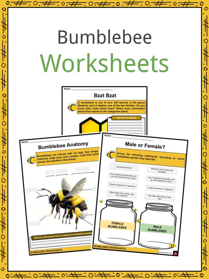 Bumblebee Worksheets