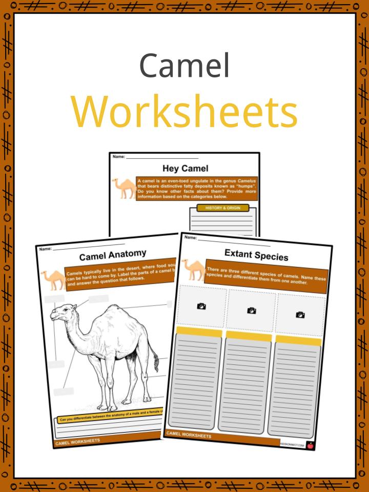 Camel Facts, Worksheets, Origin, Description & Adaptations For Kids