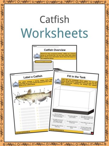 Catfish Worksheets