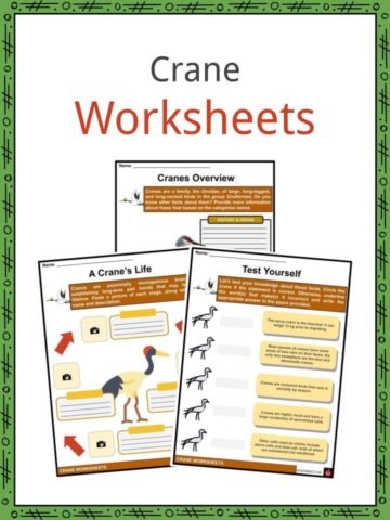 Crane Worksheets