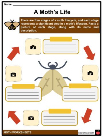 Moth Facts, Worksheets, Etymology & History For Kids