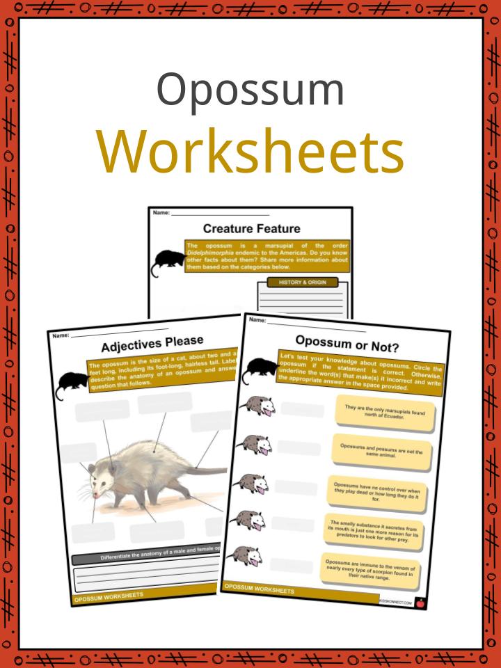 Opossum Facts, Worksheets, Overview & Description For Kids