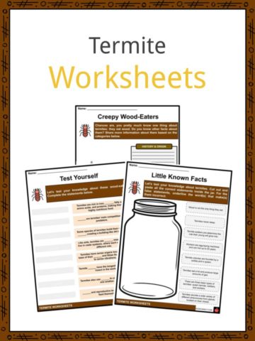 Termite Worksheets