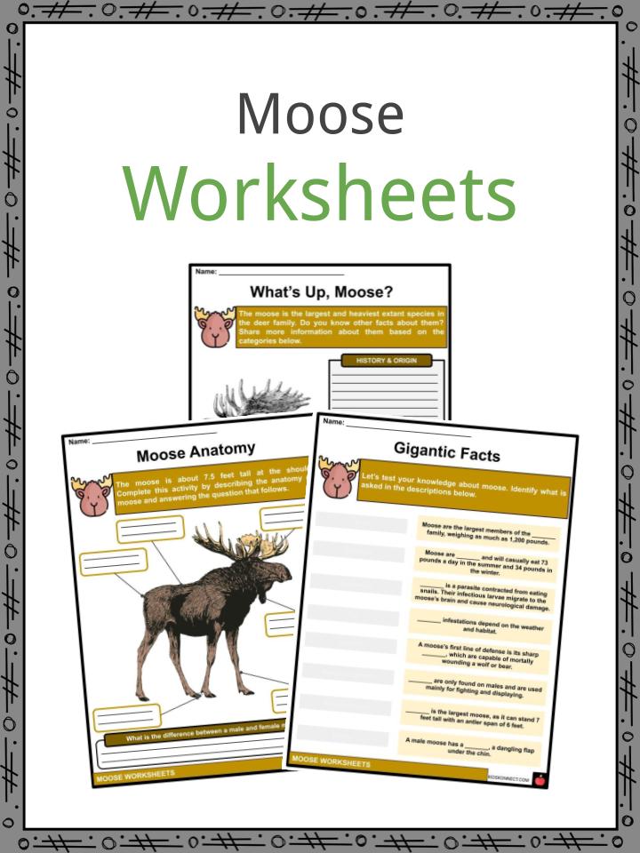 Moose Facts, Worksheets, Habitat & Range For Kids