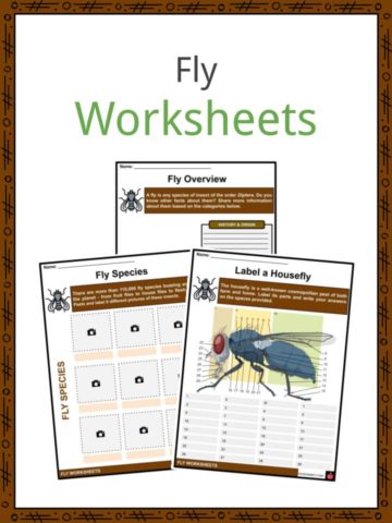 Fly Worksheets