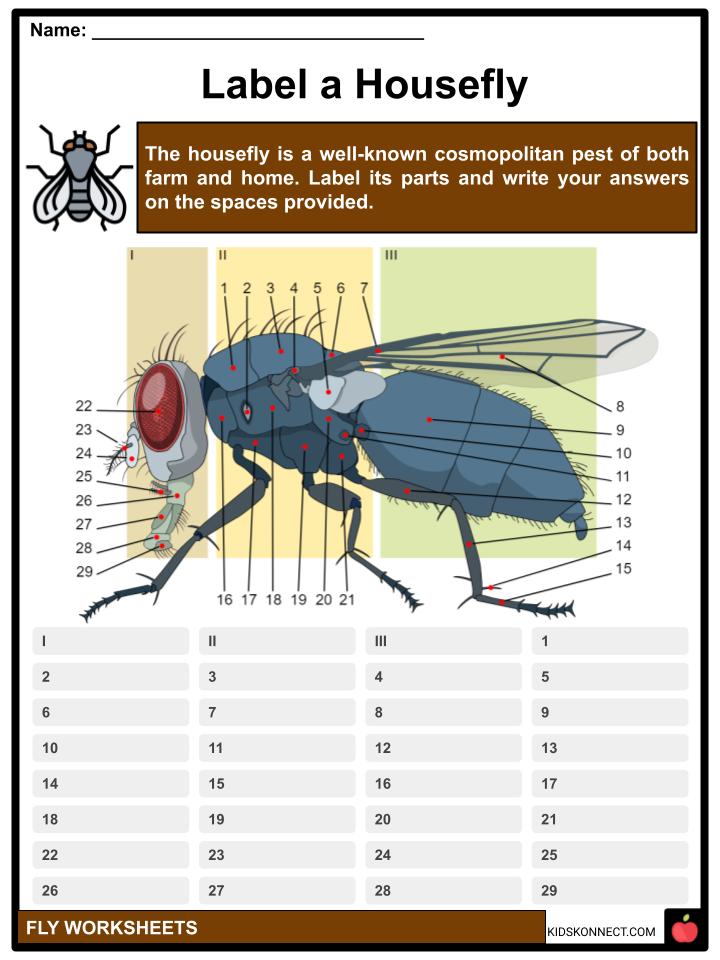 fly-facts-worksheets-overview-classification-for-kids