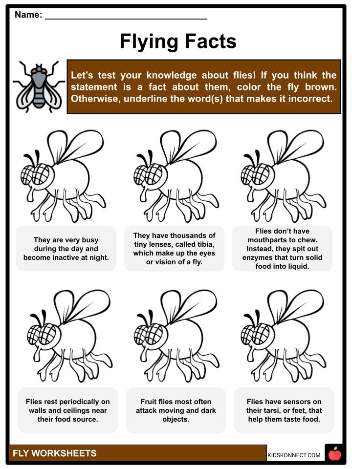 fly-facts-worksheets-overview-classification-for-kids
