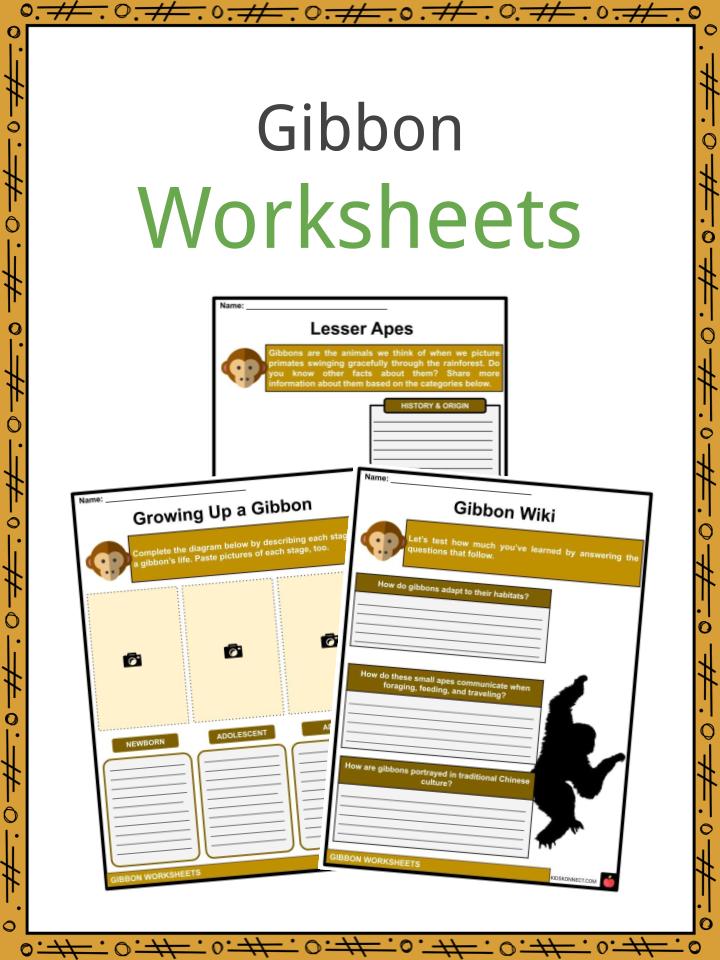 Gibbon Facts, Worksheets, Taxonomy & Physical Description For Kids