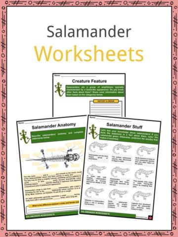 Salamander Worksheets