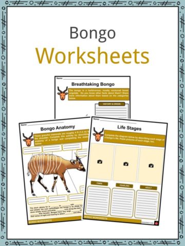 Bongo Worksheets