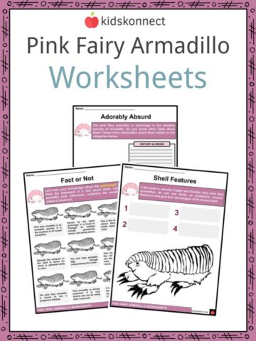Pink Fairy Armadillo Worksheets