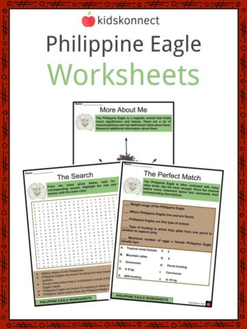 Philippine Eagle Worksheets 6