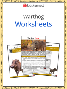 Warthog Facts, Worksheets, Common and Desert Types For Kids