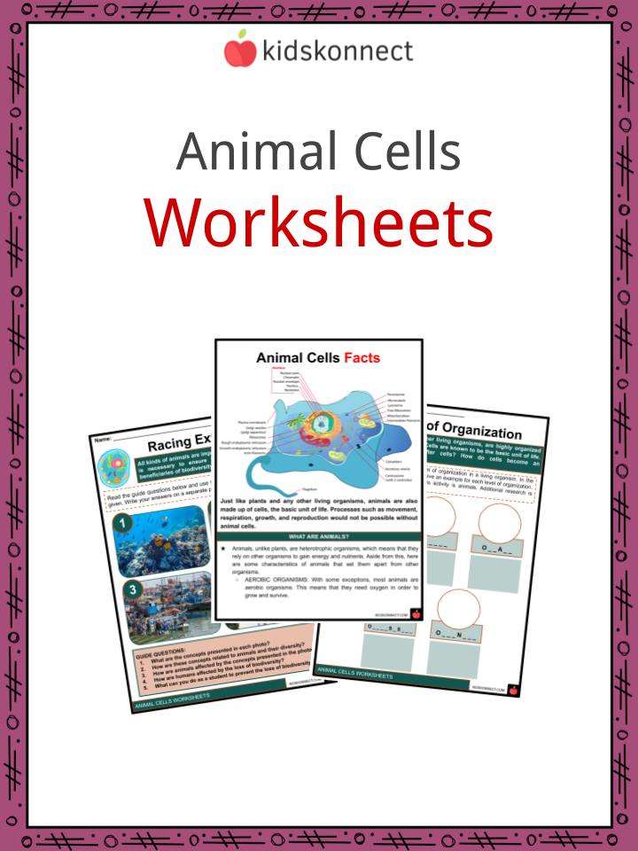 Animal Cells Function, Structure, and Types | Facts and Worksheets for Kids