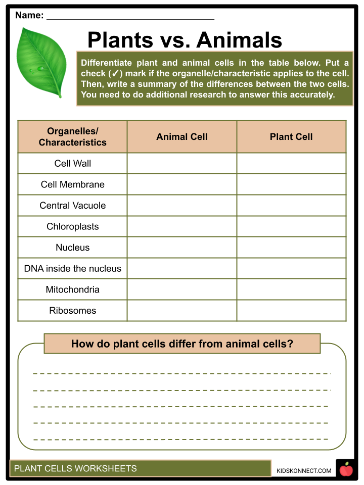 Plant Cells Function, Structure, and Types | Facts and Worksheets for Kids