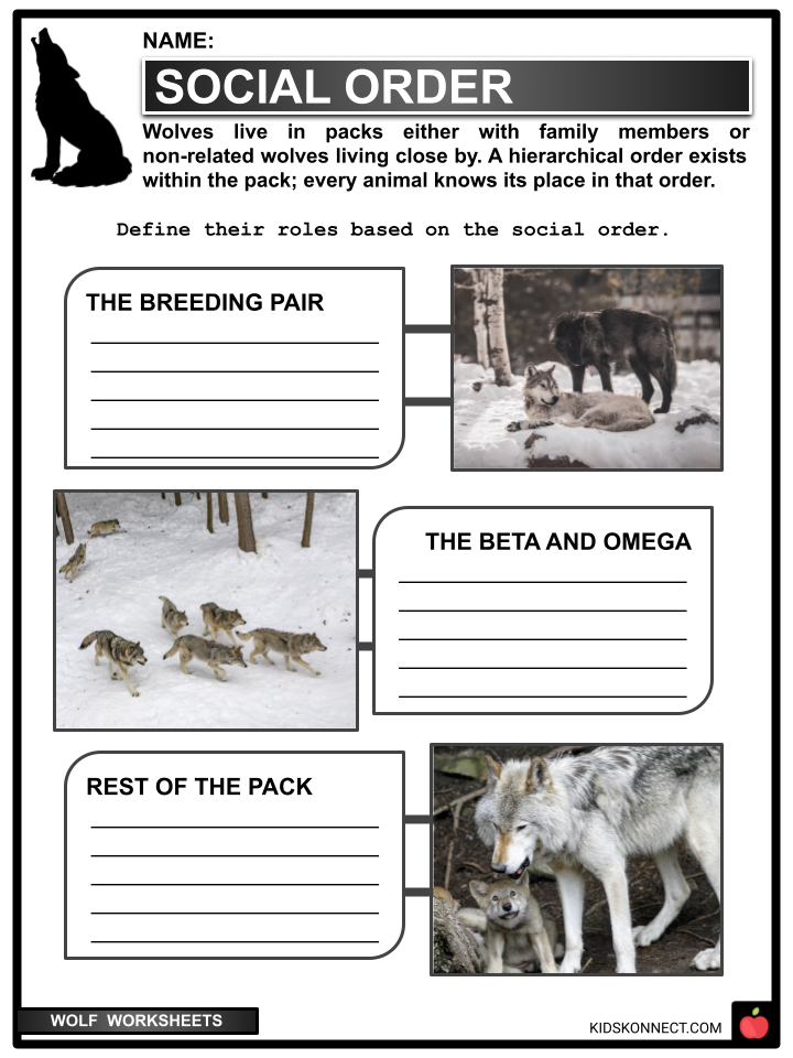 Wolf Facts, Habitat, Behavior, Diet Facts & Worksheets | KidsKonnect