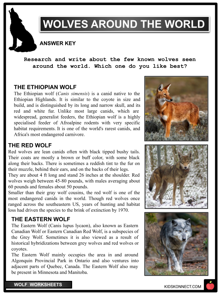 an essay about wolves