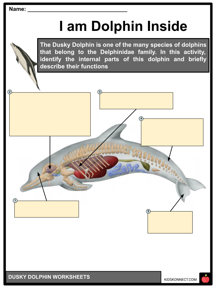 Dusky Dolphin Facts, Worksheets For Kids