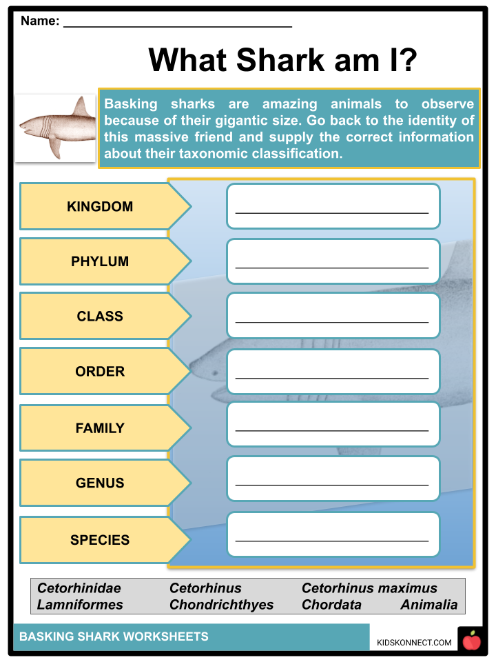 Basking Shark Worksheets